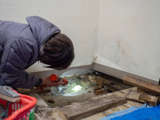 Best Attic Mold Removal  in Collegedale, TN