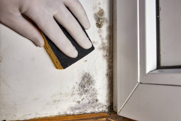 Best Post-Construction Mold Inspection  in Collegedale, TN